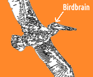 BirdBrain