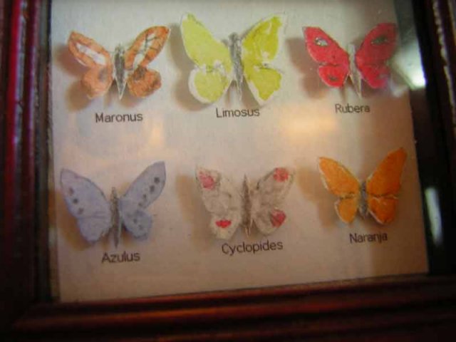 caseofbutterflies.jpg